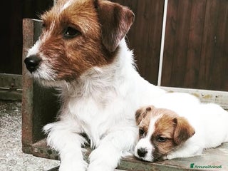 Jack Russell cani Cuccioli di Jack Russell - Annuncio 1