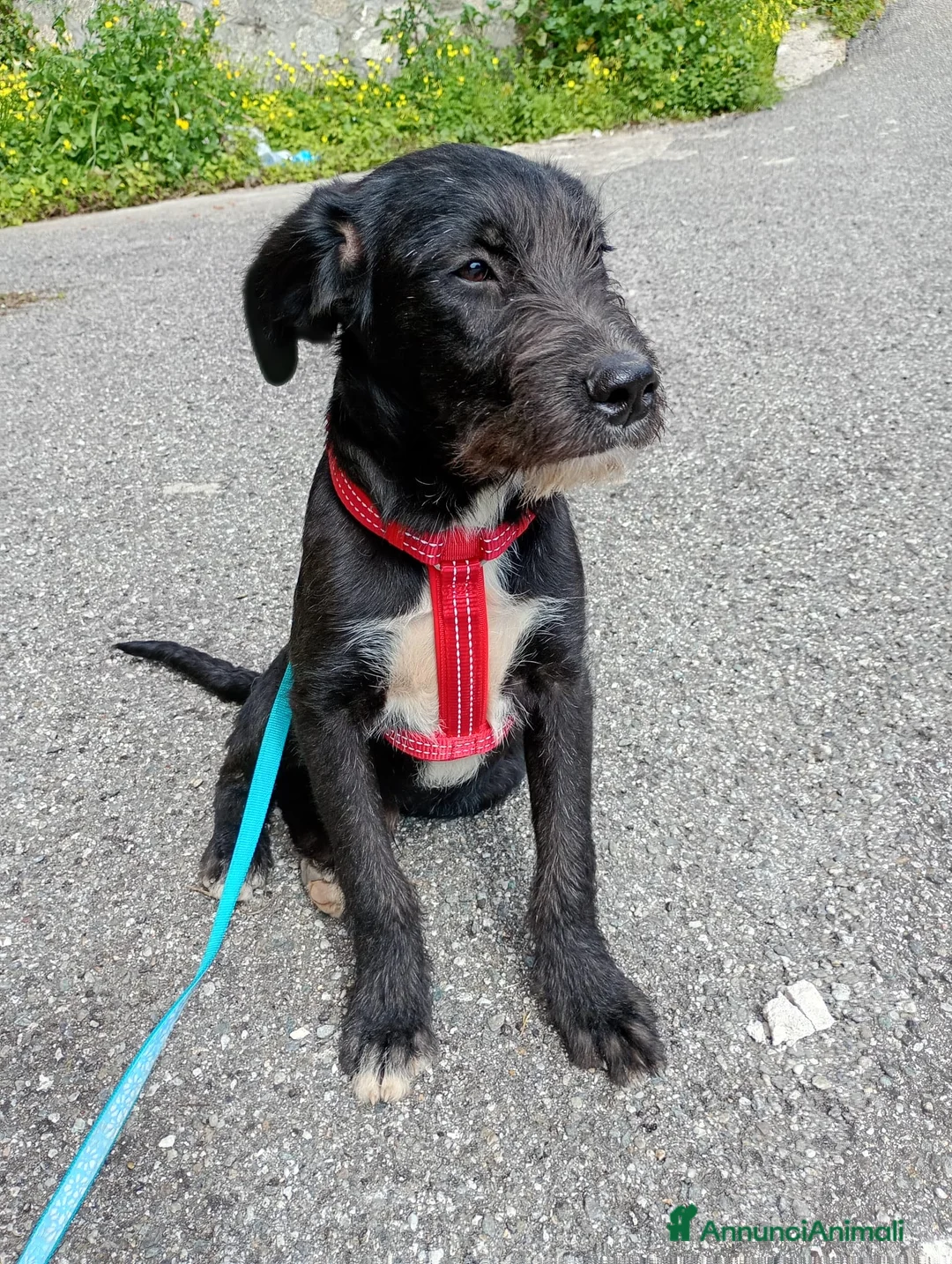 Meticcio cani in regalo: SOLE MIX SPINONCINO a Città Metropolitana di Bologna - Annuncio 2