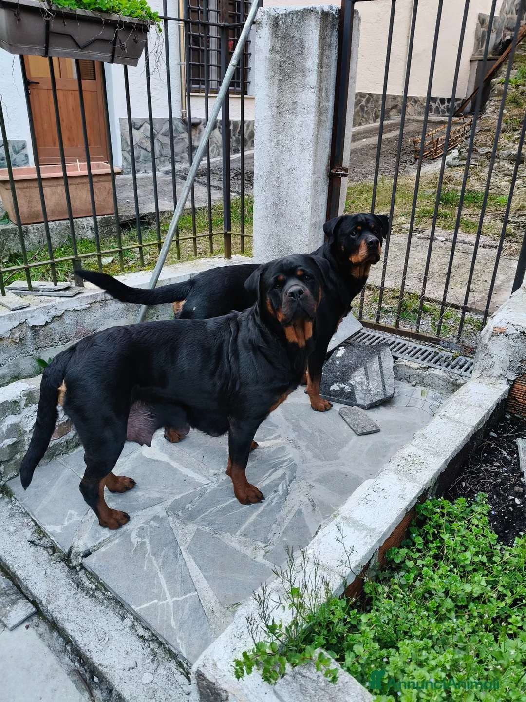 Rottweiler cani in vendita: Cuccioli Rottweiler disponibili - Annuncio 2