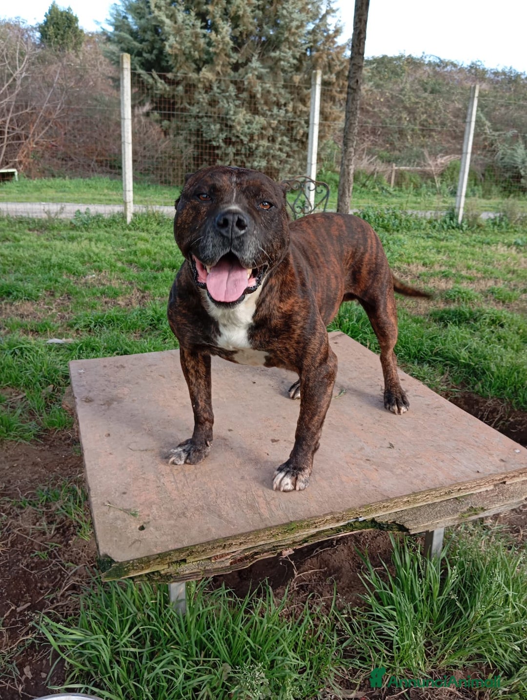 Meticcio cani in regalo: Igor, simil pitbull in adozione!  a Provincia di Caserta - Immagine 1