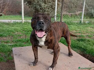 Meticcio cani Igor, simil pitbull in adozione! - Annuncio 9