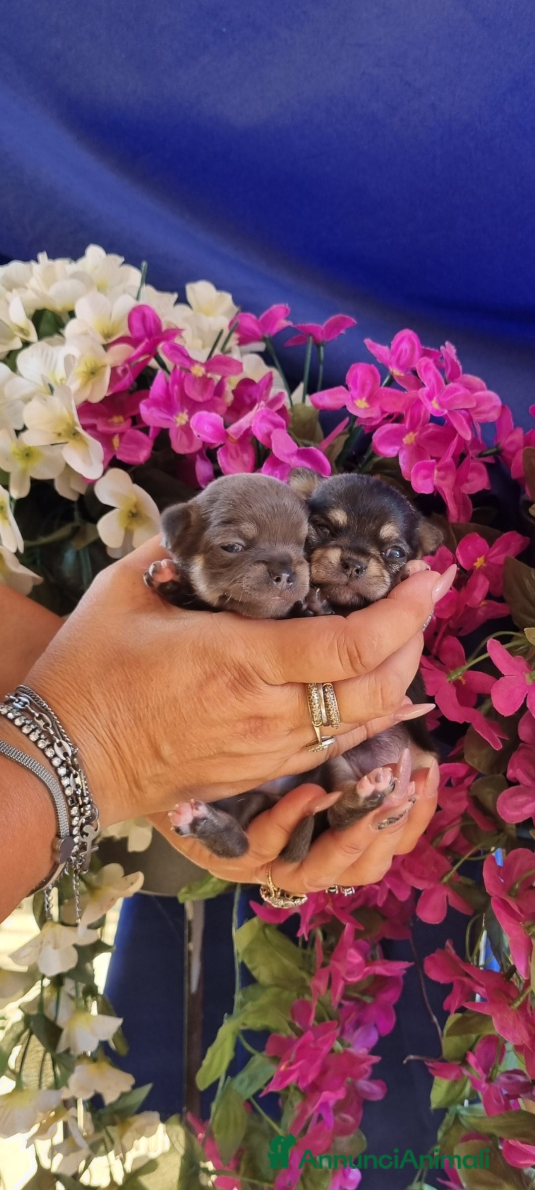 Chihuahua cani in vendita: Cuccioli di chihuahua toy  a Città Metropolitana di Torino - Immagine 1