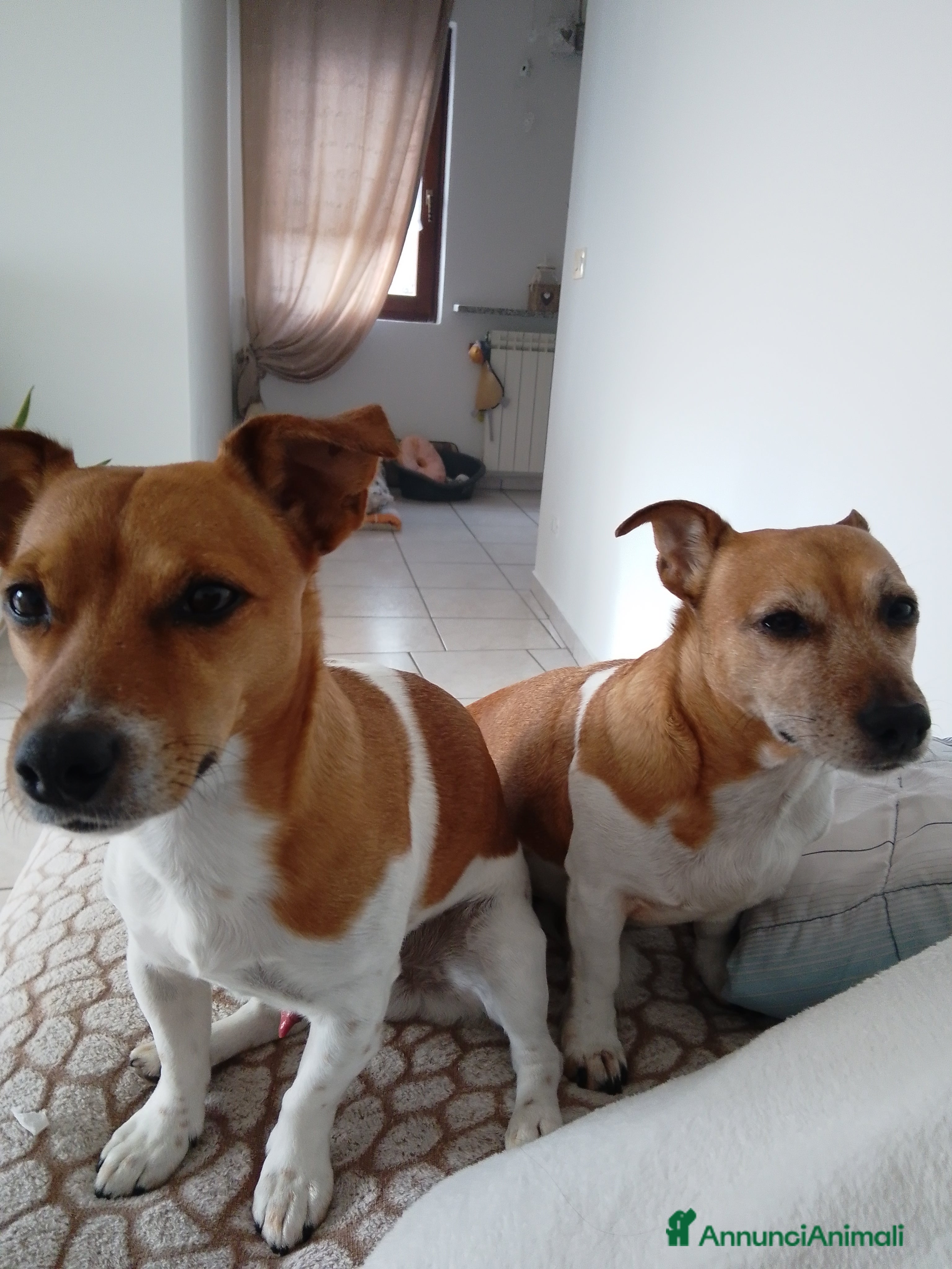 Jack Russell cani Jack Russell,maschio,no pedigree, accoppiamento a Provincia di Varese - Annuncio 2