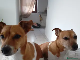 Jack Russell cani Jack Russell,maschio,no pedigree, accoppiamento a Provincia di Varese - Annuncio 2