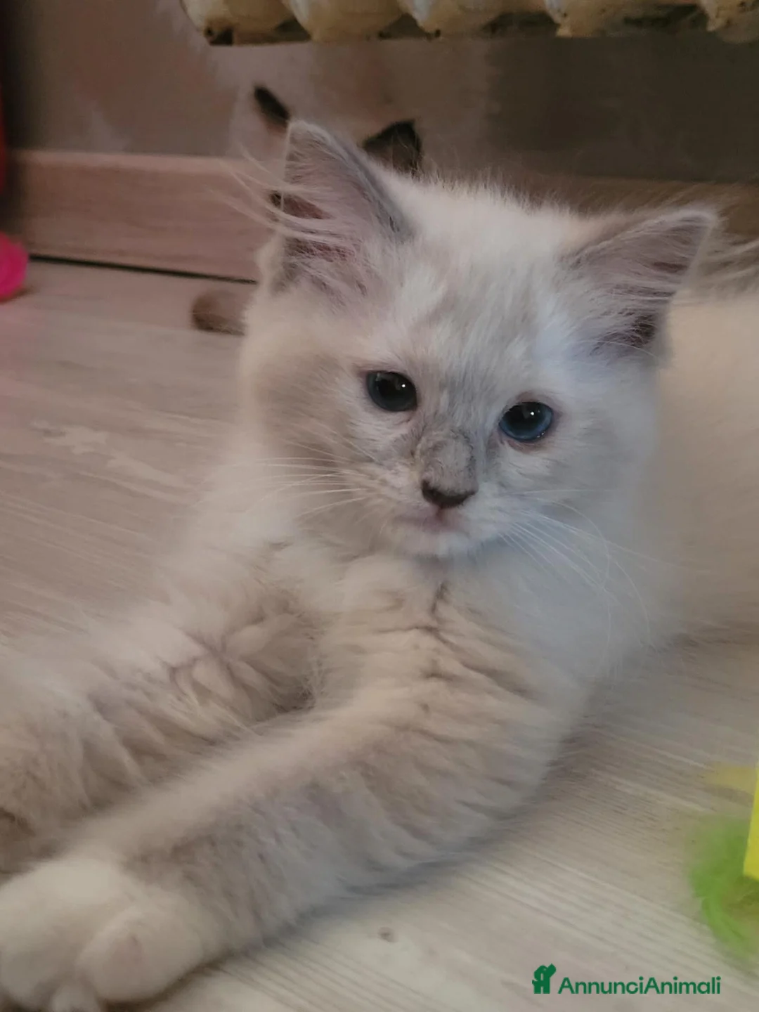 Ragdoll gatti in vendita: Ragdoll cuccioli - Annuncio 2