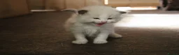 Ragdoll gatti in vendita: Ragdoll cuccioli con pedigree  - Annuncio 1