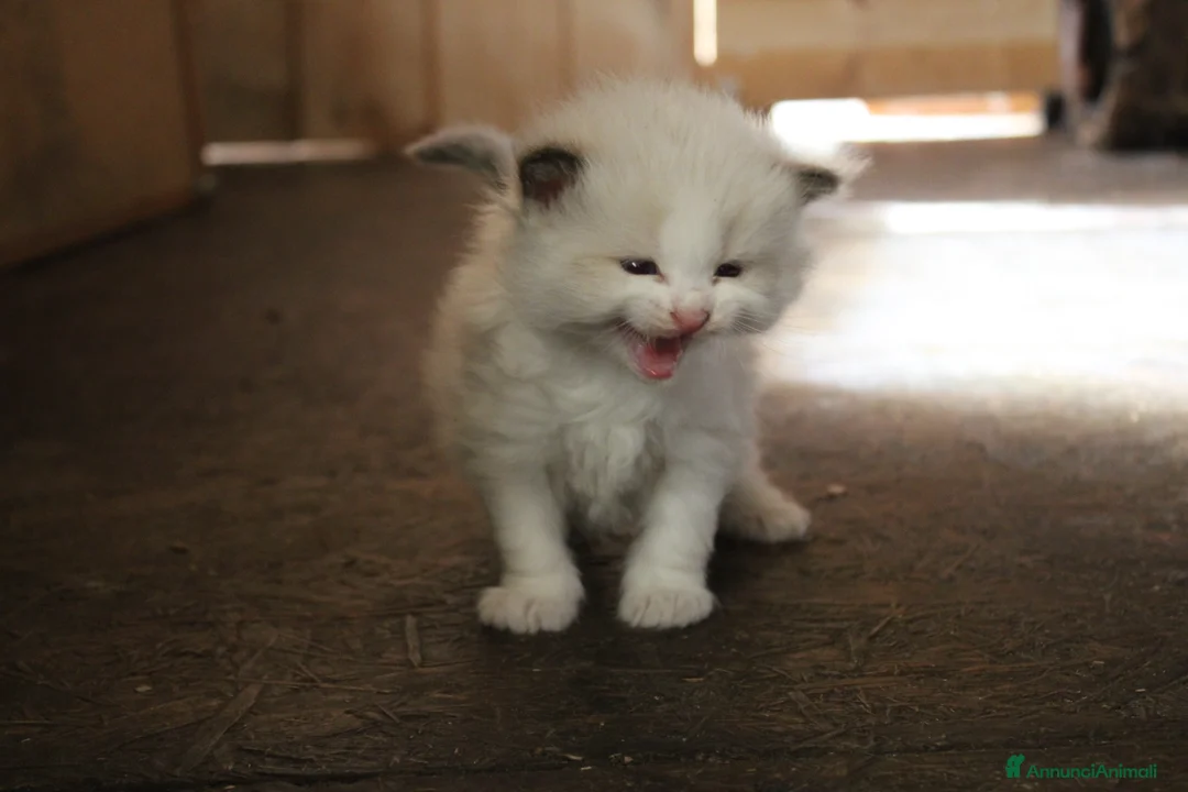 Ragdoll gatti in vendita: Ragdoll cuccioli con pedigree  - Annuncio 1