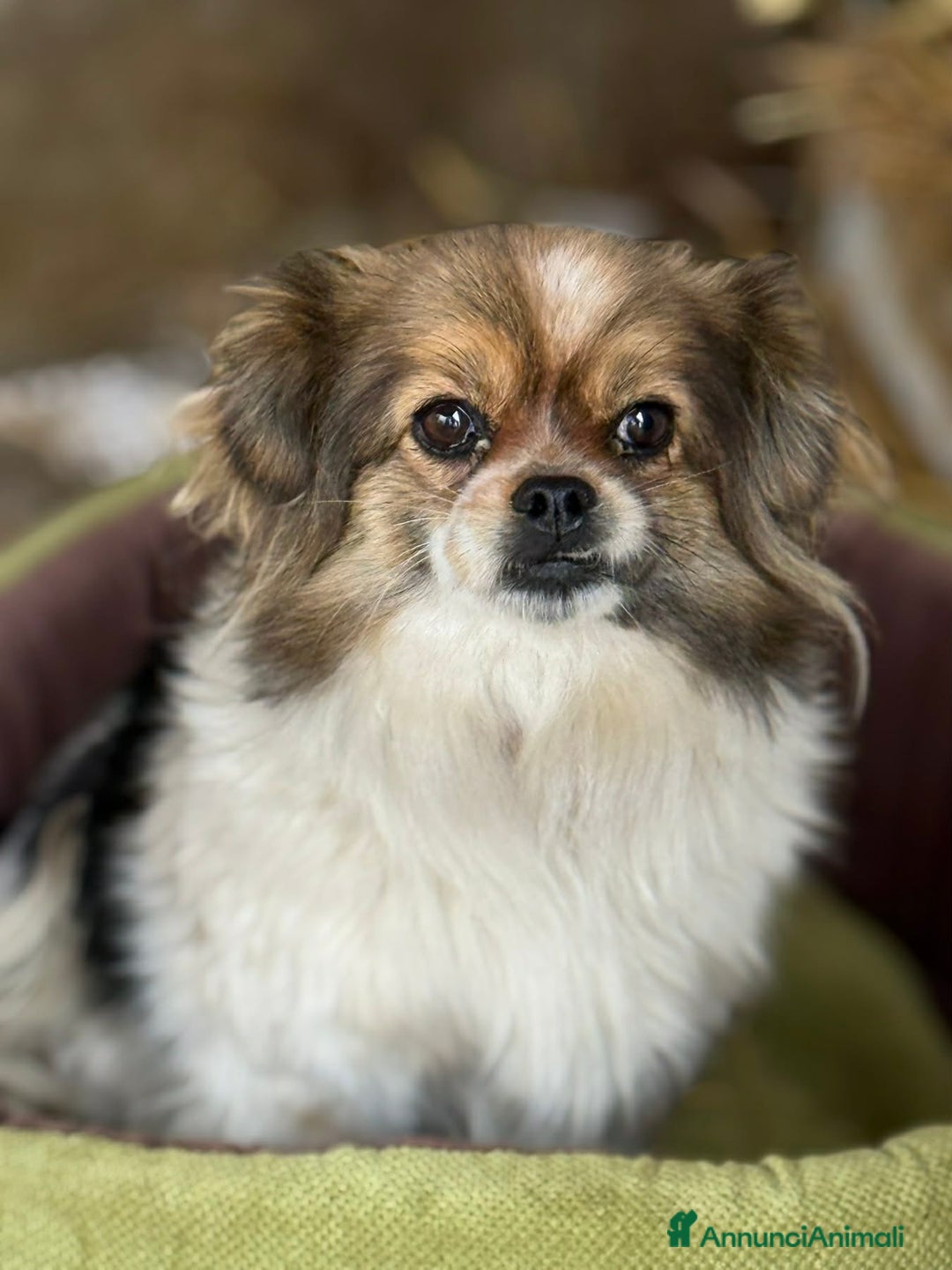 Meticcio cani in regalo: KIKI, scricciolina dolcissima! TG MINI - Annuncio 1