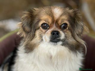 Meticcio cani KIKI, scricciolina dolcissima! TG MINI - Annuncio 28