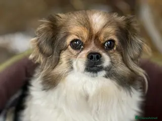 Meticcio cani KIKI, scricciolina dolcissima! TG MINI - Annuncio 30