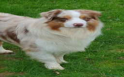 Australian Shepherd cani per accoppiamento: Fidanzata per Tito a Provincia di Lucca - Immagine 1