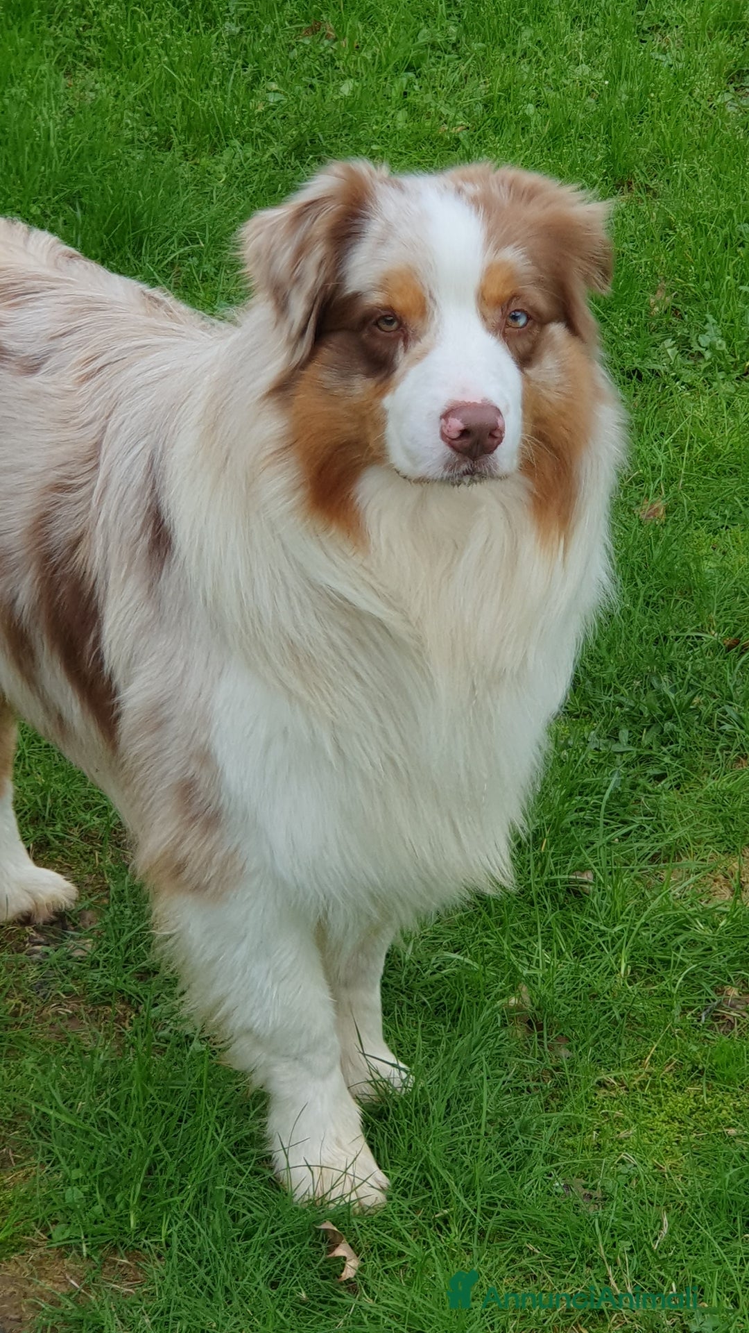 Australian Shepherd cani per accoppiamento: Fidanzata per Tito a Provincia di Lucca - Immagine 1