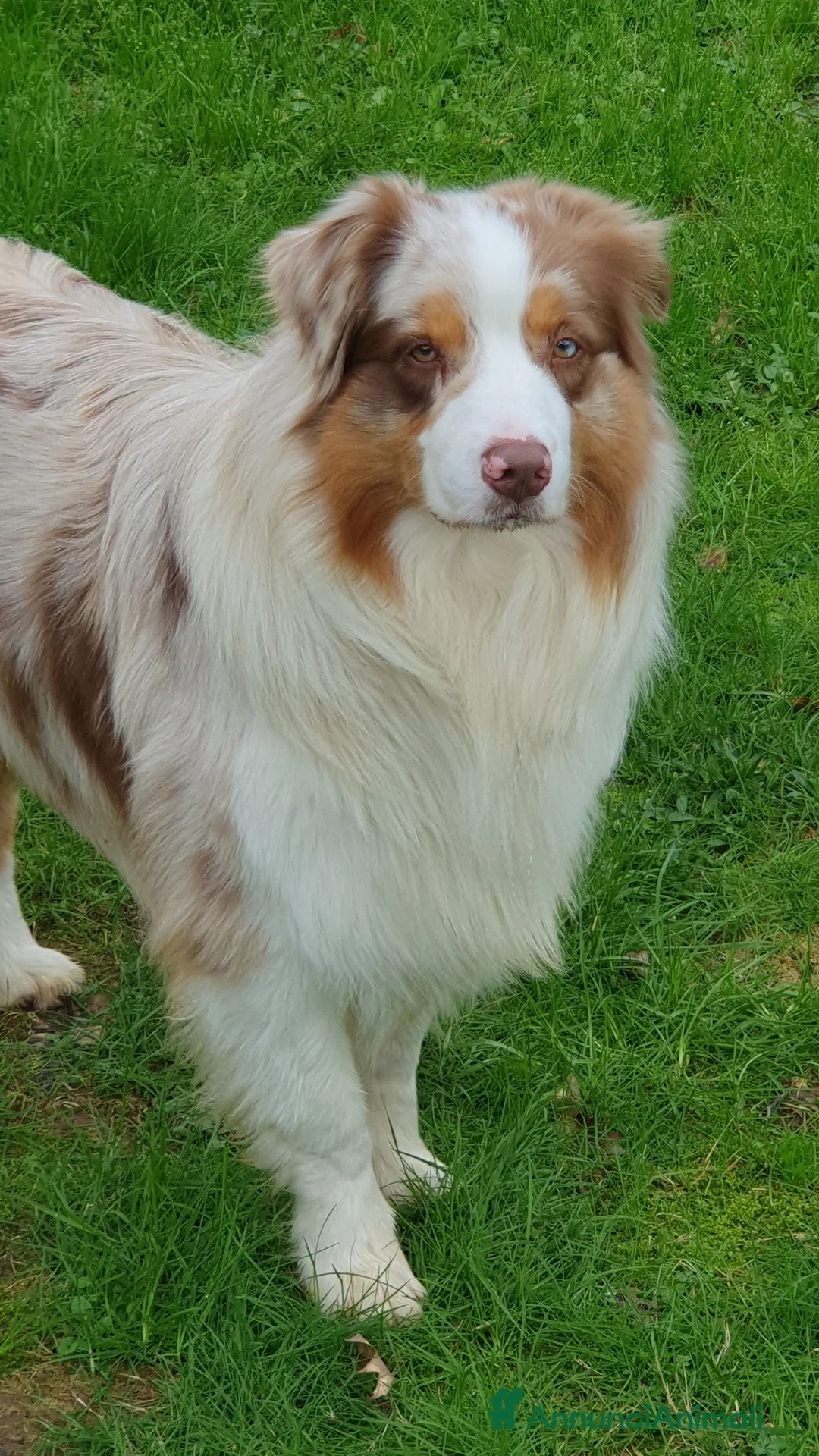 Australian Shepherd cani per accoppiamento: Fidanzata per Tito a Provincia di Lucca - Annuncio 1