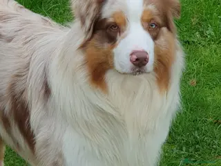 Australian Shepherd cani Fidanzata per Tito a Provincia di Lucca - Annuncio 4
