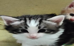 Norvegese gatti in vendita: Norvegese delle foreste cuccioli a Città Metropolitana di Torino - Immagine 7