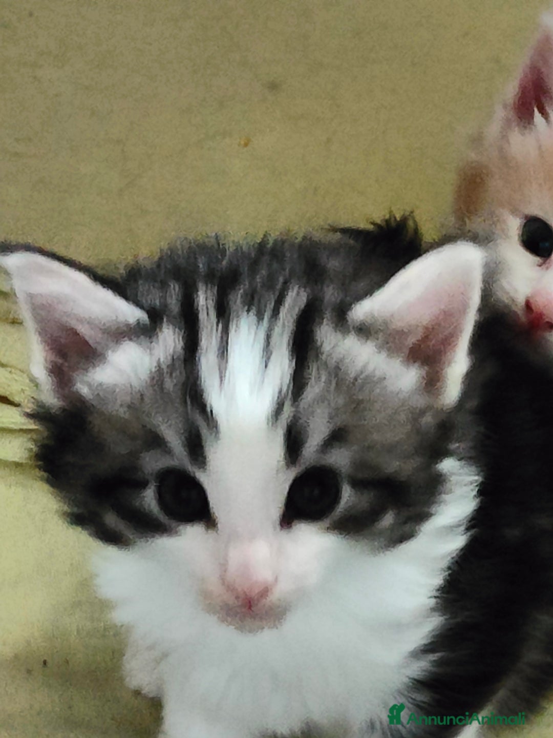 Norvegese gatti in vendita: Norvegese delle foreste cuccioli a Città Metropolitana di Torino - Immagine 7