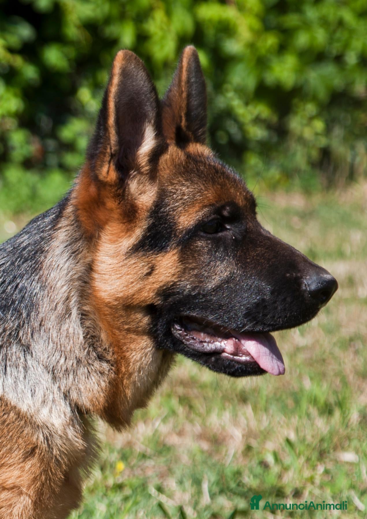 Pastore Tedesco cani in vendita: PASTORI TEDESCHI - Annuncio 2
