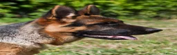 Pastore Tedesco cani in vendita: PASTORI TEDESCHI - Annuncio 1