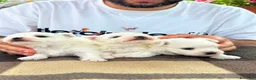 Maltese cani in vendita: Cuccioli di Maltese con pedigree ENCI - Annuncio 9
