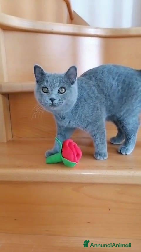Scottish gatti Scottish Fold e Straight con pedigree - Annuncio 39