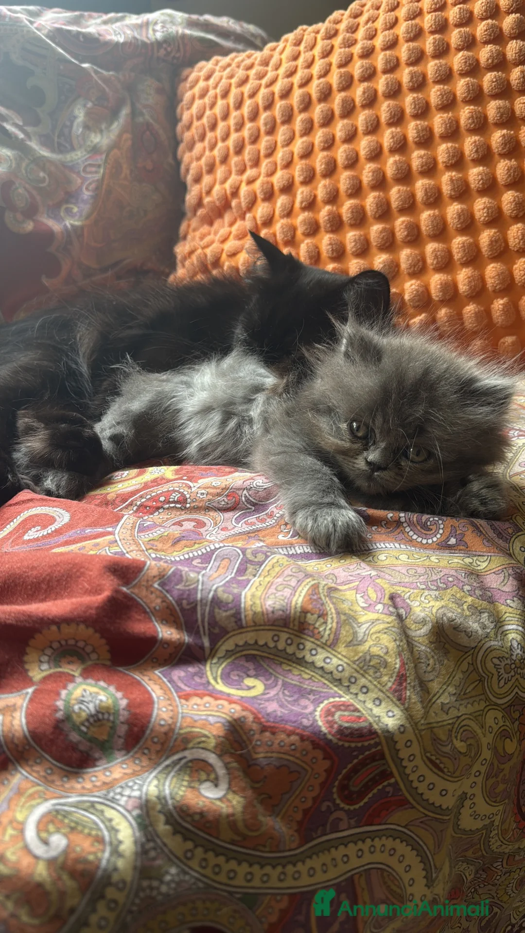 Persiano gatti in vendita: Persiana femmina cucciola blu - Annuncio 7