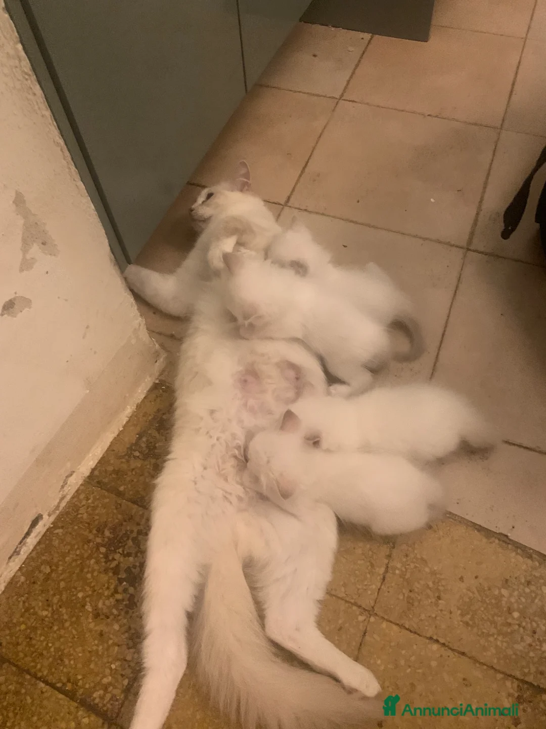 Ragdoll gatti in vendita: cuccioli di ragdoll - Annuncio 23
