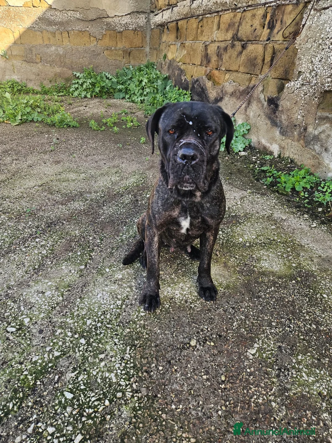 Cane Corso cani in regalo: Lucia: cane corso maltrattata dolcissima  - Annuncio 11