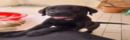 Labrador cani in vendita: Splendidi  - Annuncio 6