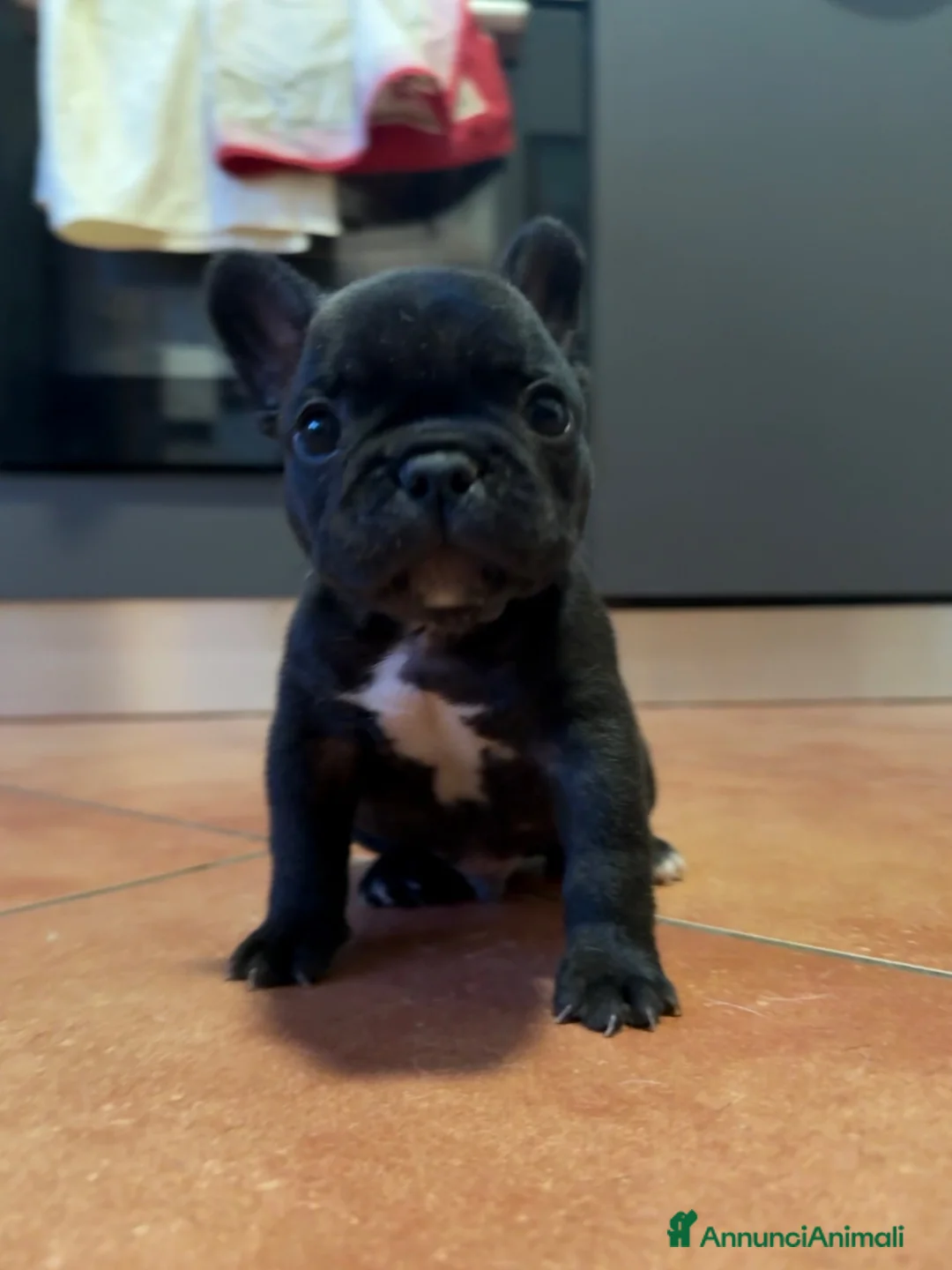 Bulldog Francese cani in vendita: Bulldog francese cuccioli  - Annuncio 6