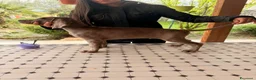 Weimaraner cani in vendita: Cuccioli di Weimaraner con Pedigree ENCI - Annuncio 7