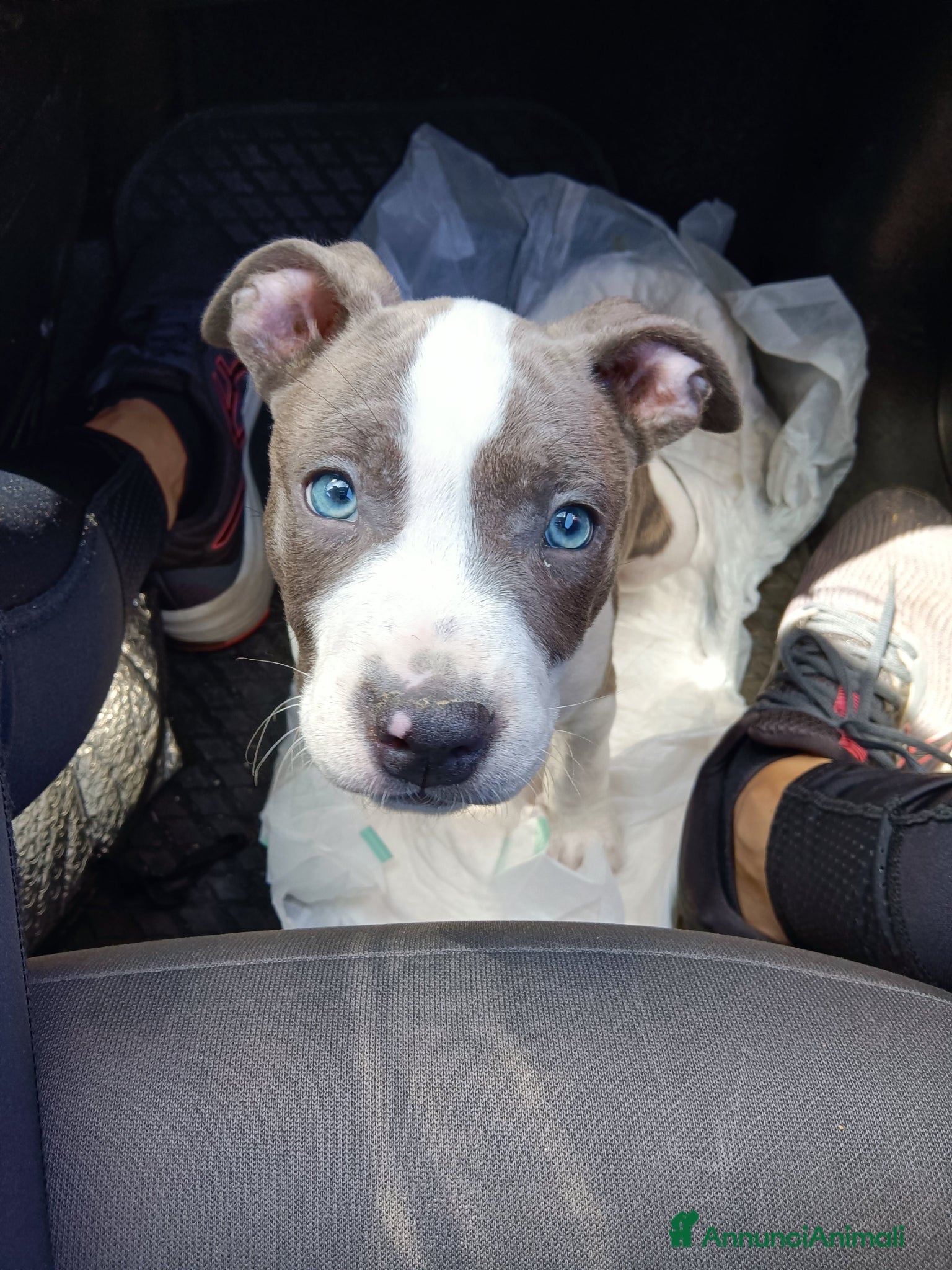American Staffordshire cani Cerco femmina  - Annuncio 4