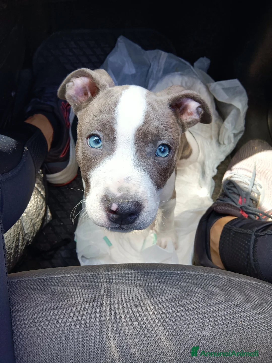 American Staffordshire cani per accoppiamento: Cerco femmina  a Provincia di Lecce - Annuncio 1