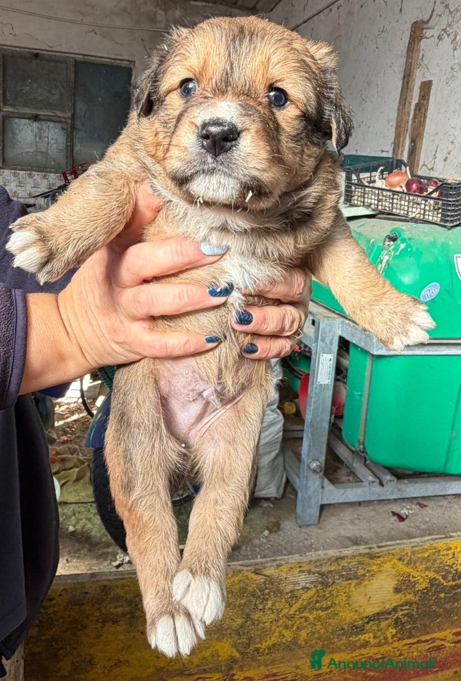 Meticcio cani Teddy ed i suoi fratellini cercano casa - Annuncio 1
