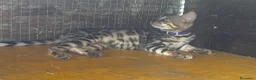 Bengala gatti in vendita: Bengal cucciola da riproduzione (Normandie) - Annuncio 4