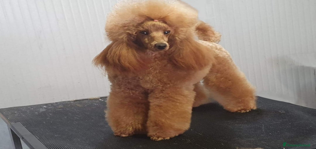 Immagine della galleria {{count}}