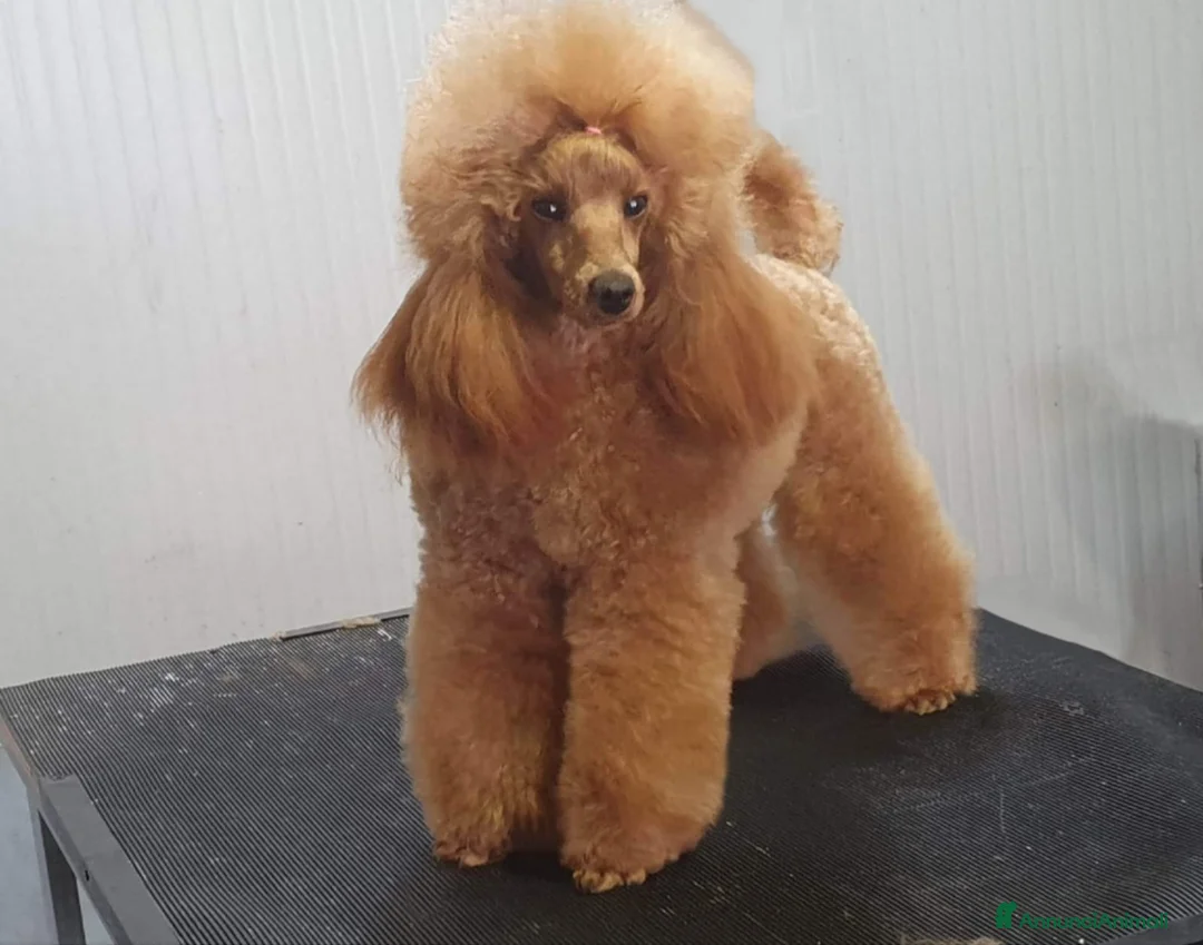 Immagine della galleria {{count}}