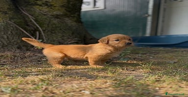 Golden Retriever cani a Città metropolitana di Milano - Annuncio 12