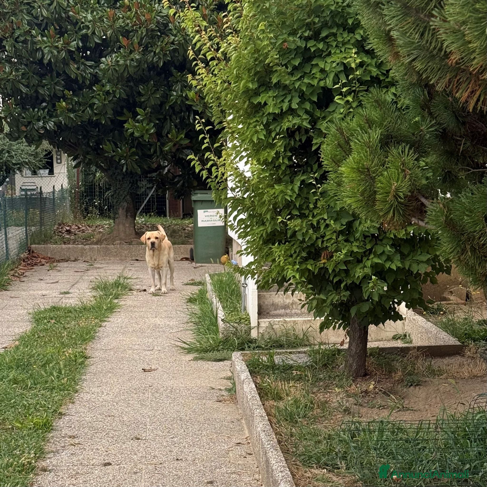 Labrador cani CERCASI NUOVA FAMIGLIA PER LOVE - Annuncio 1