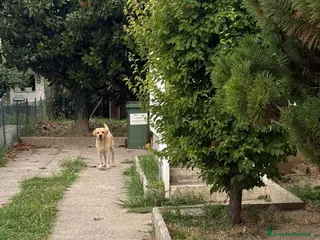 Labrador cani CERCASI NUOVA FAMIGLIA PER LOVE - Annuncio 1