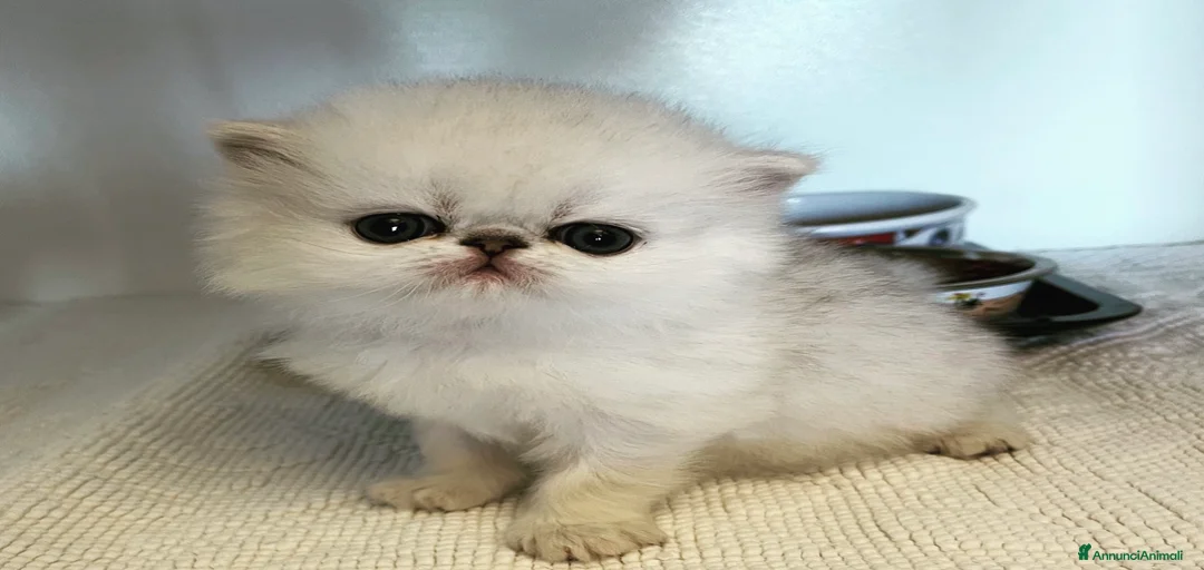 Immagine della galleria {{count}}