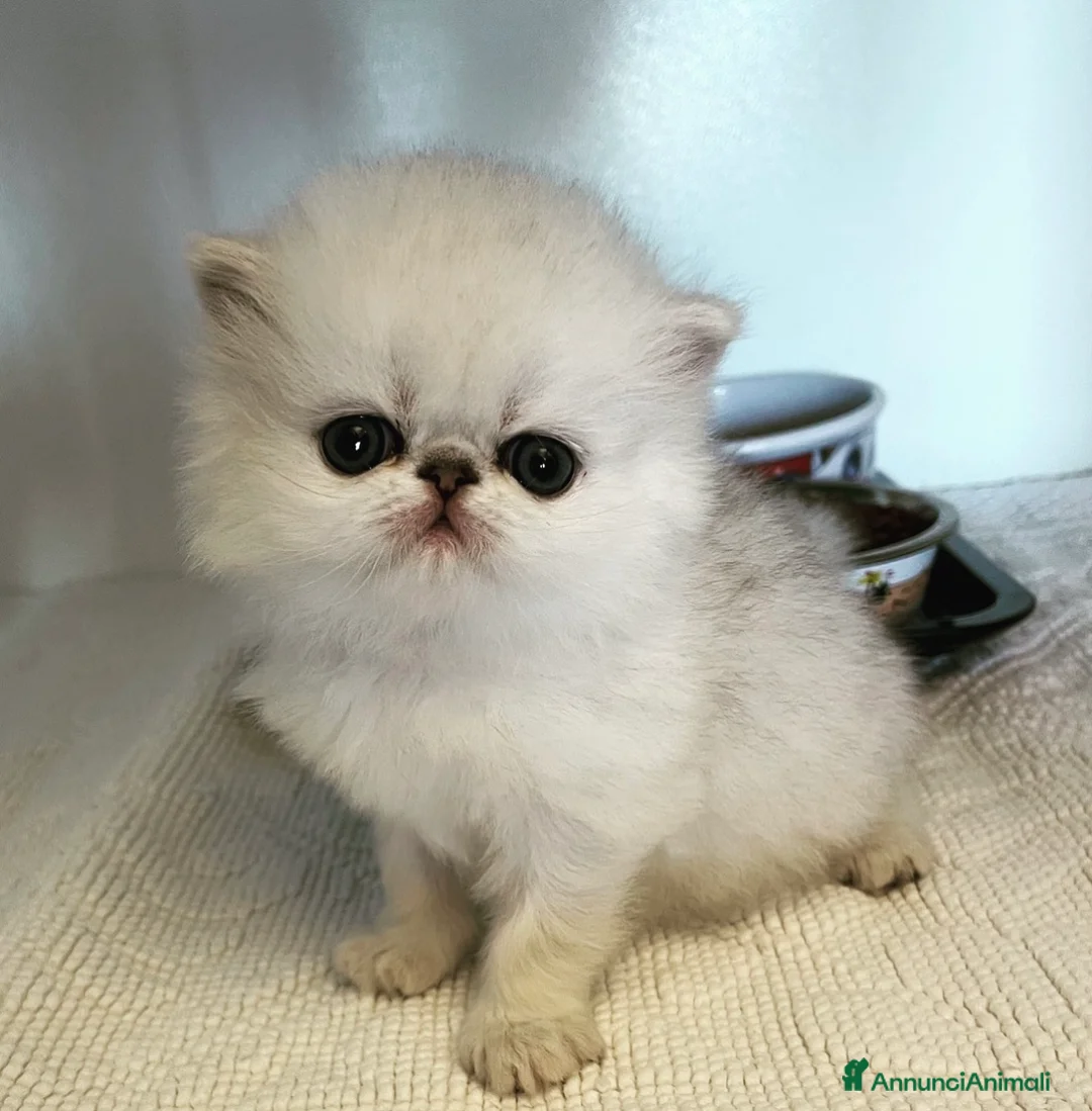 Immagine della galleria {{count}}