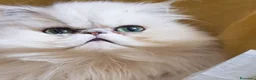 Persiano gatti in vendita: Persiana chinchilla adulta - Annuncio 2