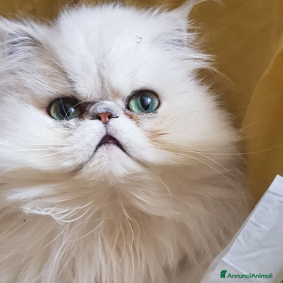 Persiano gatti in vendita: Persiana chinchilla adulta - Annuncio 2