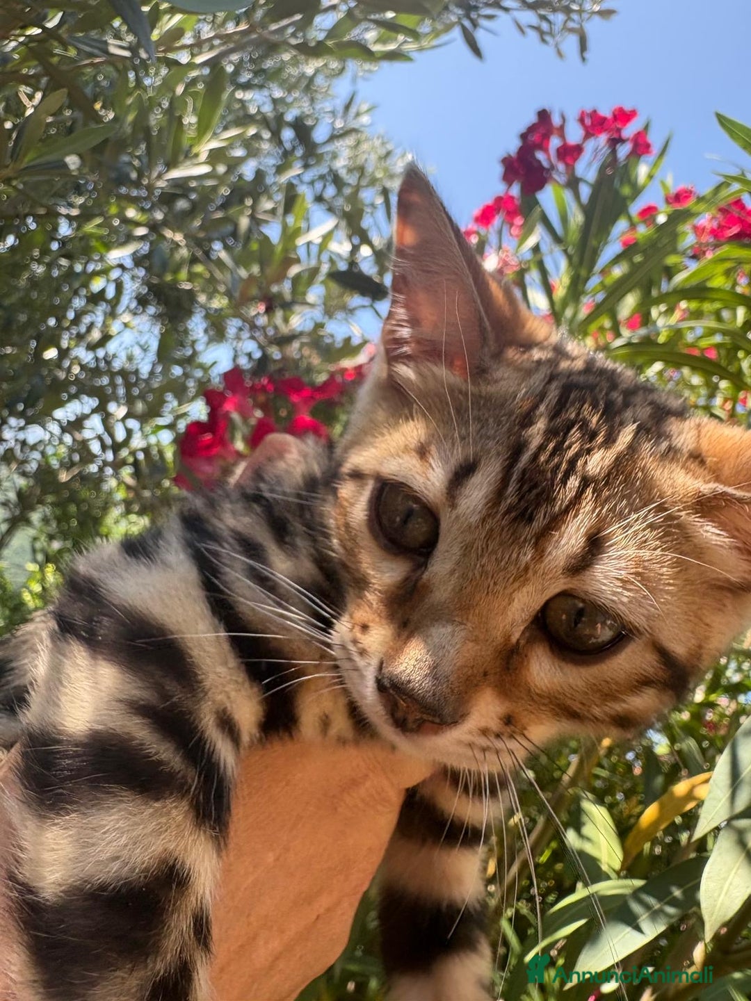 Bengala gatti in vendita: Cucciolo bengala a Provincia di Frosinone - Immagine 3