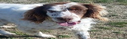 Setter Inglese cani in regalo: ALAN 10anni gioioso ed ottimista! - Annuncio 1