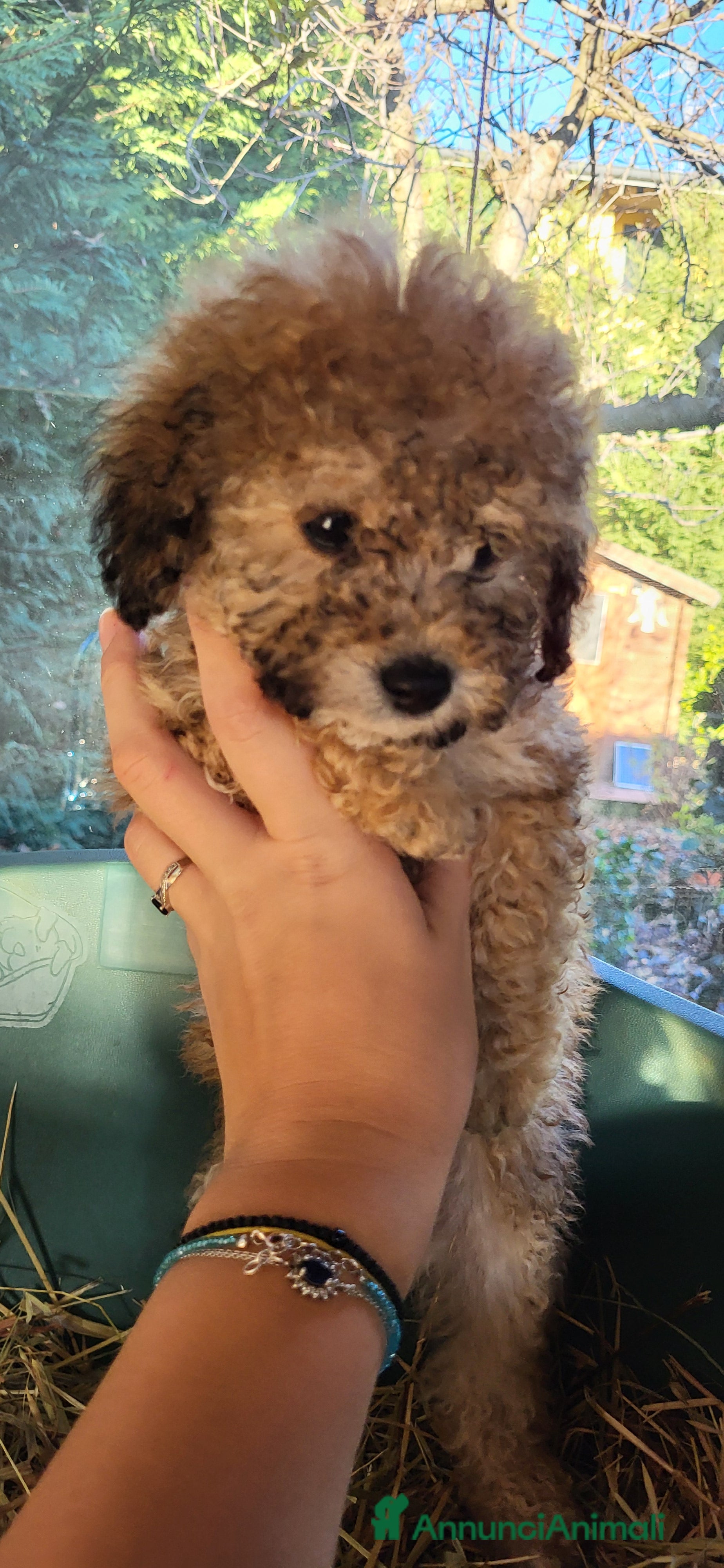 Barboncino Toy cani Cuccioli barboncino toy - Annuncio 1