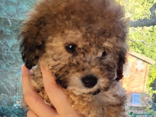 Barboncino Toy cani Cuccioli barboncino toy - Annuncio 3