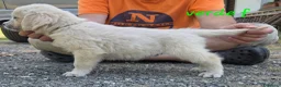 Golden Retriever cani in vendita: Disponibili cuccioli golden retriever - Annuncio 5