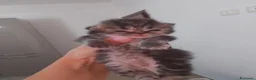 Persiano gatti in vendita: Gattini persiani  - Annuncio 11