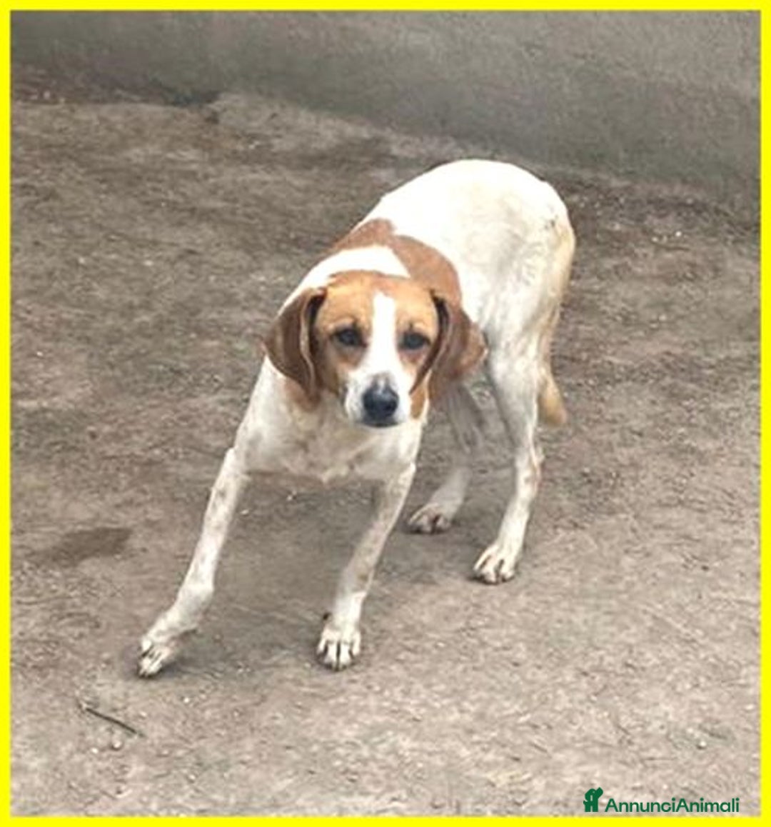 Meticcio cani in regalo: LIVIA molto timorosa - Annuncio 2